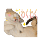 Johnny ＆ Chocola ＆ かりん ❽（個別スタンプ：11）