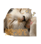 Johnny ＆ Chocola ＆ かりん ❽（個別スタンプ：14）