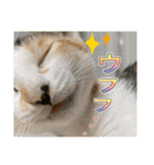Johnny ＆ Chocola ＆ かりん ❽（個別スタンプ：17）