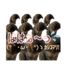 Johnny ＆ Chocola ＆ かりん ❽（個別スタンプ：20）