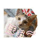 Johnny ＆ Chocola ＆ かりん ❽（個別スタンプ：21）