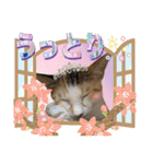 Johnny ＆ Chocola ＆ かりん ❽（個別スタンプ：22）