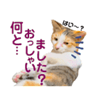 Johnny ＆ Chocola ＆ かりん ❽（個別スタンプ：24）