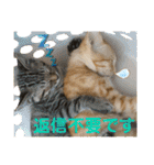Johnny ＆ Chocola ＆ かりん ❽（個別スタンプ：25）