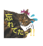Johnny ＆ Chocola ＆ かりん ❽（個別スタンプ：26）