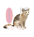 Johnny ＆ Chocola ＆ かりん ❽（個別スタンプ：27）