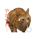 Johnny ＆ Chocola ＆ かりん ❽（個別スタンプ：30）