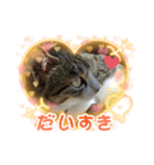 小春びより（個別スタンプ：1）