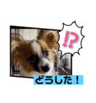 パピヨンですよ。（個別スタンプ：4）