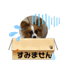 パピヨンですよ。（個別スタンプ：5）