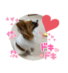 パピヨンですよ。（個別スタンプ：9）