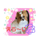 パピヨンですよ。（個別スタンプ：13）