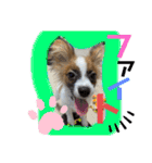 パピヨンですよ。（個別スタンプ：14）