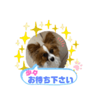 パピヨンですよ。（個別スタンプ：16）