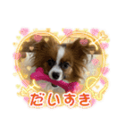 パピヨンですよ。（個別スタンプ：17）