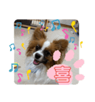 パピヨンですよ。（個別スタンプ：20）