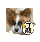 パピヨンですよ。（個別スタンプ：24）