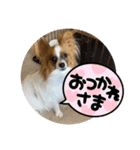パピヨンですよ。（個別スタンプ：25）