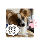 パピヨンですよ。（個別スタンプ：28）