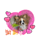 パピヨンですよ。（個別スタンプ：32）
