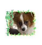 パピヨンですよ。（個別スタンプ：33）