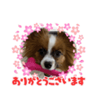 パピヨンですよ。（個別スタンプ：34）