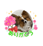 パピヨンですよ。（個別スタンプ：35）