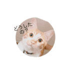 ボン癒されスタンプ癒されるよ（個別スタンプ：1）