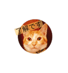 ボン癒されスタンプ癒されるよ（個別スタンプ：10）