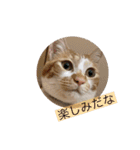 ボン癒されスタンプ癒されるよ（個別スタンプ：17）