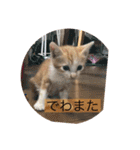 ボン癒されスタンプ癒されるよ（個別スタンプ：18）