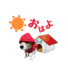 こむぎ❤️スタンプ❤️part2（個別スタンプ：11）