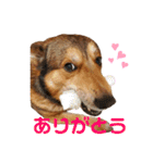 わんこスタンプワッフル（個別スタンプ：1）