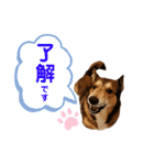 わんこスタンプワッフル（個別スタンプ：2）