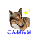 わんこスタンプワッフル（個別スタンプ：5）