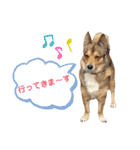 わんこスタンプワッフル（個別スタンプ：7）