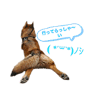 わんこスタンプワッフル（個別スタンプ：8）