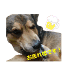 わんこスタンプワッフル（個別スタンプ：10）
