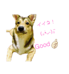 わんこスタンプワッフル（個別スタンプ：14）