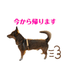 わんこスタンプワッフル（個別スタンプ：15）