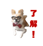 愛犬コナン(変装中)の冒険（個別スタンプ：3）