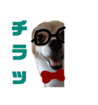 愛犬コナン(変装中)の冒険（個別スタンプ：5）