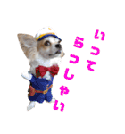愛犬コナン(変装中)の冒険（個別スタンプ：8）