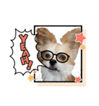 愛犬コナン(変装中)の冒険（個別スタンプ：12）