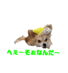 愛犬コナン(変装中)の冒険（個別スタンプ：14）