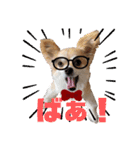 愛犬コナン(変装中)の冒険（個別スタンプ：15）