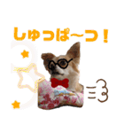 愛犬コナン(変装中)の冒険（個別スタンプ：18）