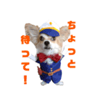 愛犬コナン(変装中)の冒険（個別スタンプ：21）