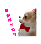 愛犬コナン(変装中)の冒険（個別スタンプ：22）