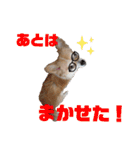 愛犬コナン(変装中)の冒険（個別スタンプ：24）
